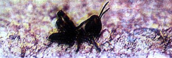 الحورية هي حشرة غير ناضجة جنسياً ولا تحتوي على أجنحة
